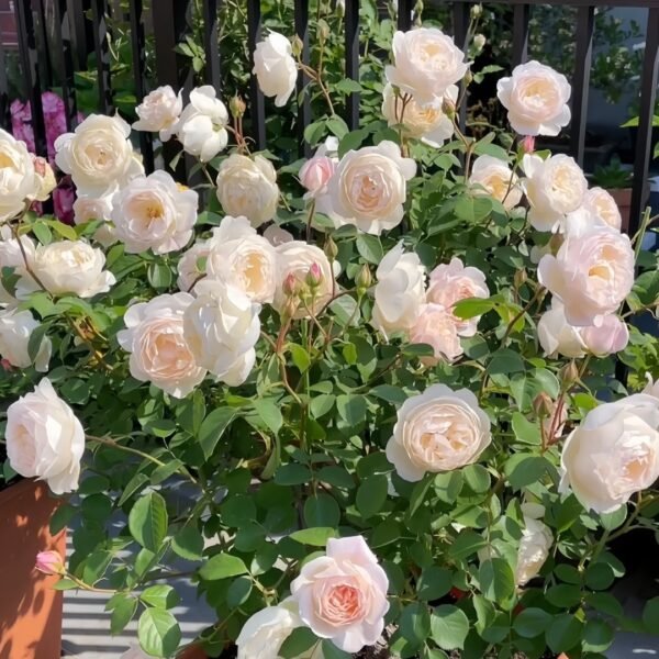 Desdemona Rose