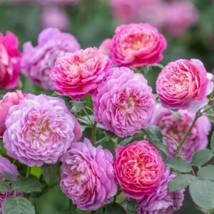 Emma Bridgewater Rose