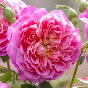 Emma Bridgewater Rose