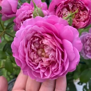 Emma Bridgewater Rose