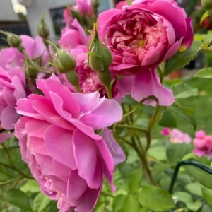 Emma Bridgewater Rose