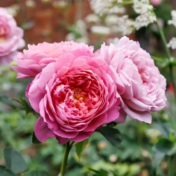 Emma Bridgewater Rose