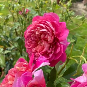 Emma Bridgewater Rose