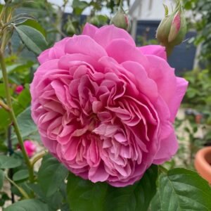 Emma Bridgewater Rose