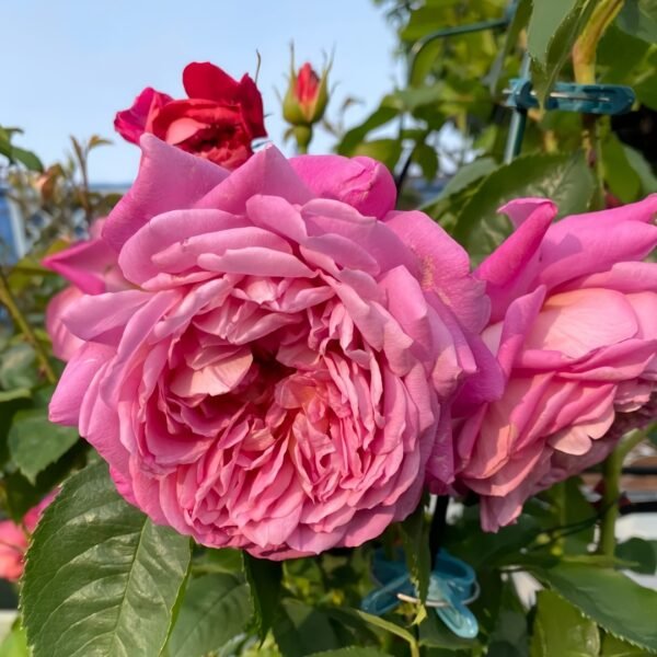 Emma Bridgewater Rose