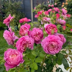 Emma Bridgewater Rose