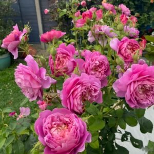 Emma Bridgewater Rose Plant|艾玛·布里奇沃特 - 图片 10