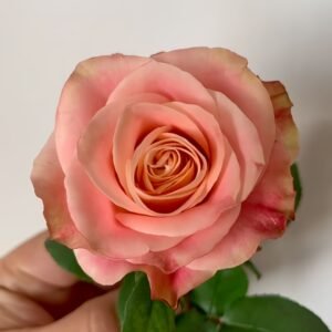 Escalante Rose