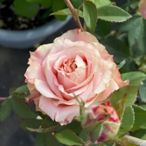 Escalante Rose