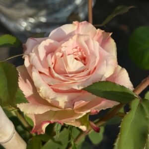 Escalante Rose