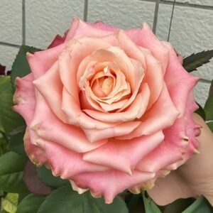 Escalante Rose