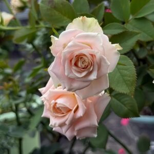 Escalante Rose