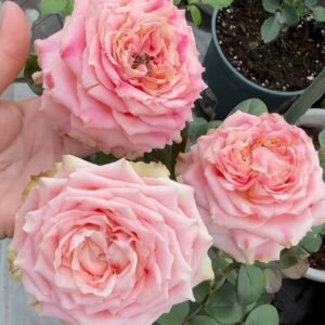 Escalante Rose
