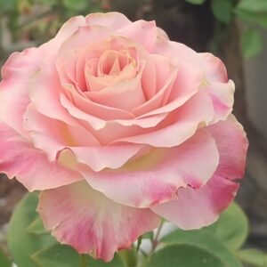 Escalante Rose