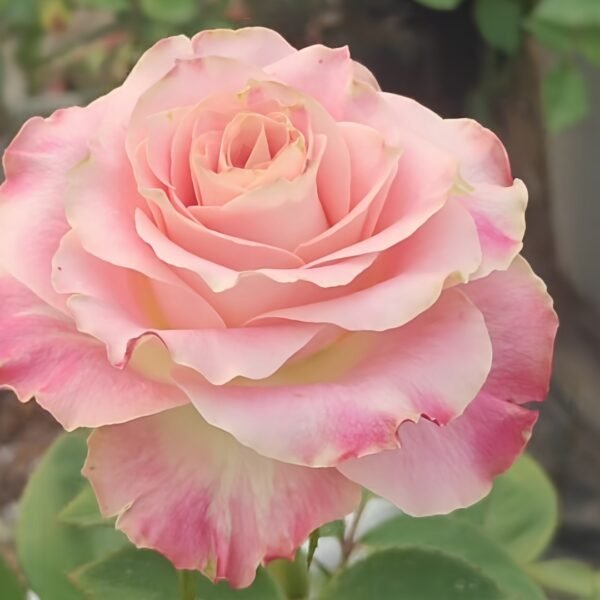 Escalante Rose