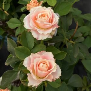 Escalante Rose