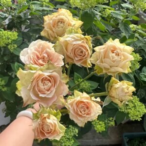 Escalante Rose Plant | 埃斯卡兰特 - 图片 10