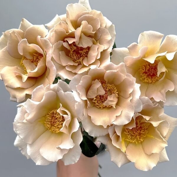 Eventail d'or Rose01 Eventail d'or Rose