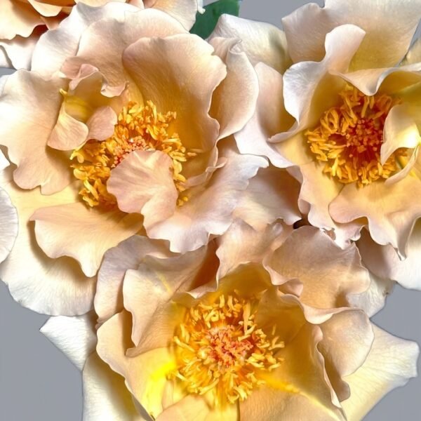 Eventail d'or Rose