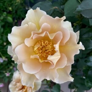 Eventail d'or Rose