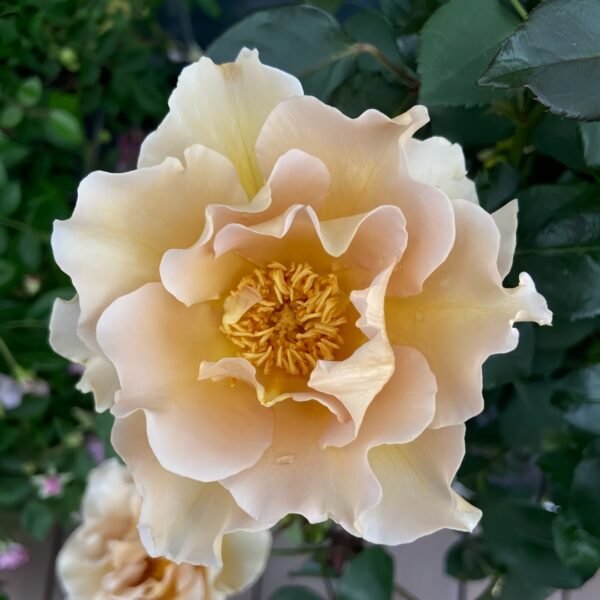 Eventail d'or Rose