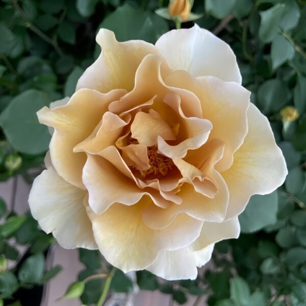 Eventail d'or Rose