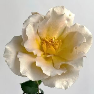 Eventail d'or Rose
