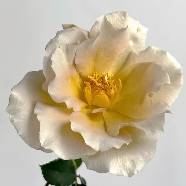 Eventail d'or Rose