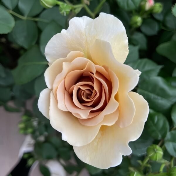 Eventail d'or Rose
