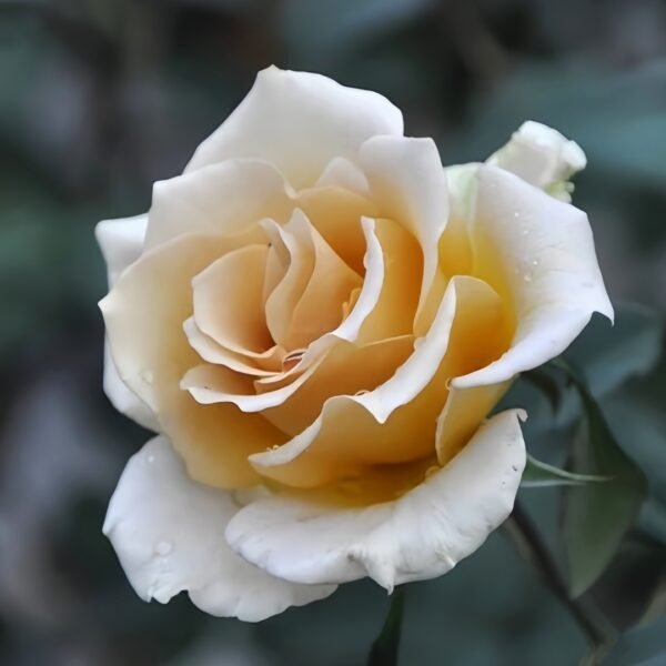 Eventail d'or Rose