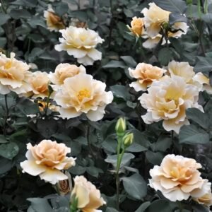Eventail d'or Rose