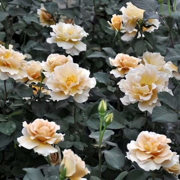 Eventail d'or Rose