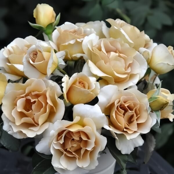 Eventail d'or Rose