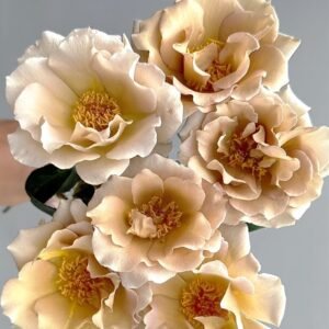 Eventail d'or Rose Plant|折扇 - 图片 10