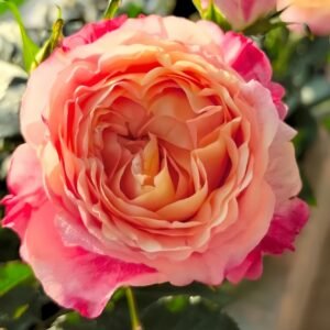 Fire X-pression Rose