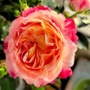 Fire X-pression Rose