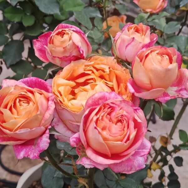 Fire X-pression Rose