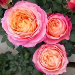 Fire X-pression Rose