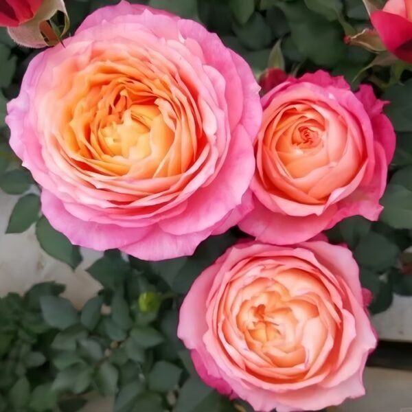 Fire X-pression Rose