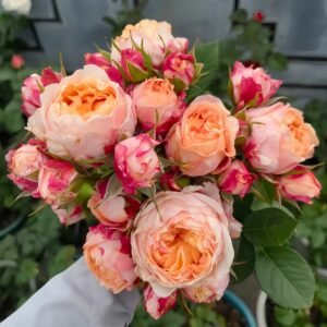 Fire X-pression Rose