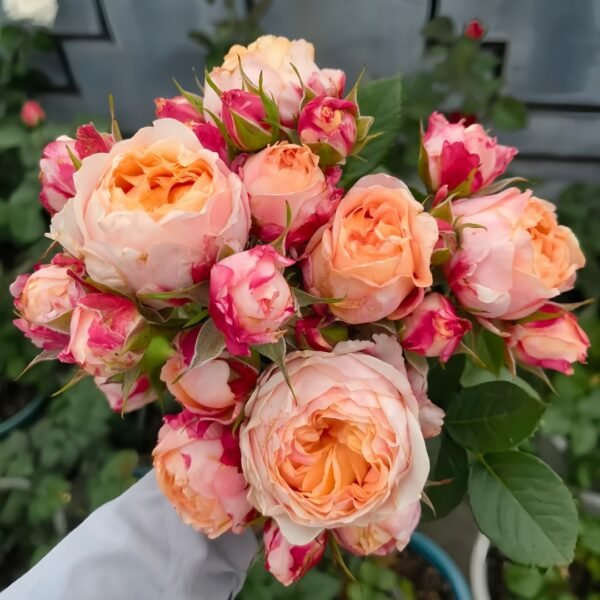 Fire X-pression Rose