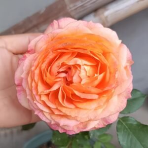 Fire X-pression Rose