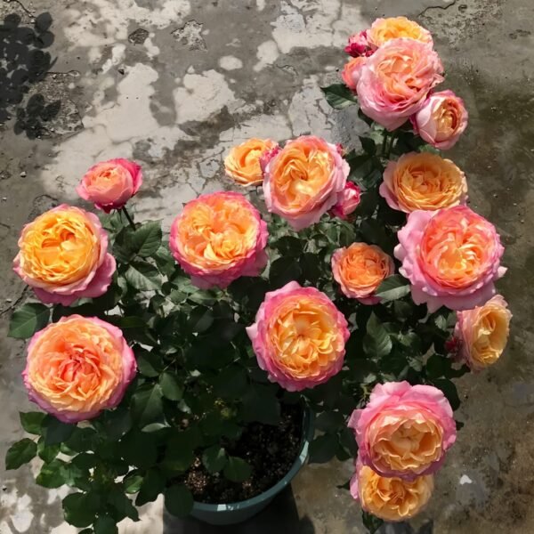 Fire X-pression Rose