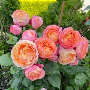 Fire X-pression Rose