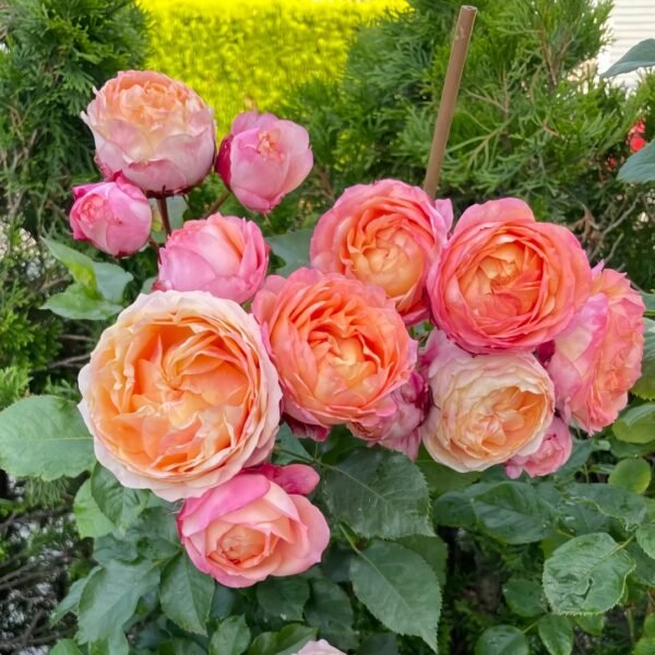 Fire X-pression Rose