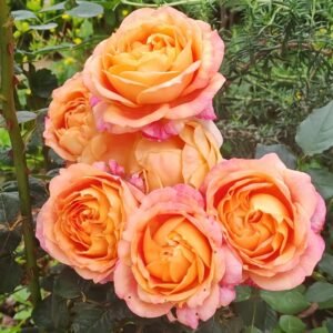 Fire X-pression Rose