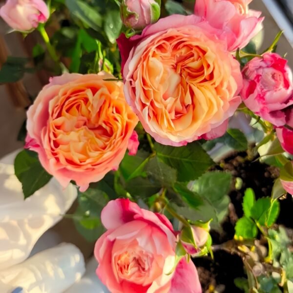 Fire X-pression Rose