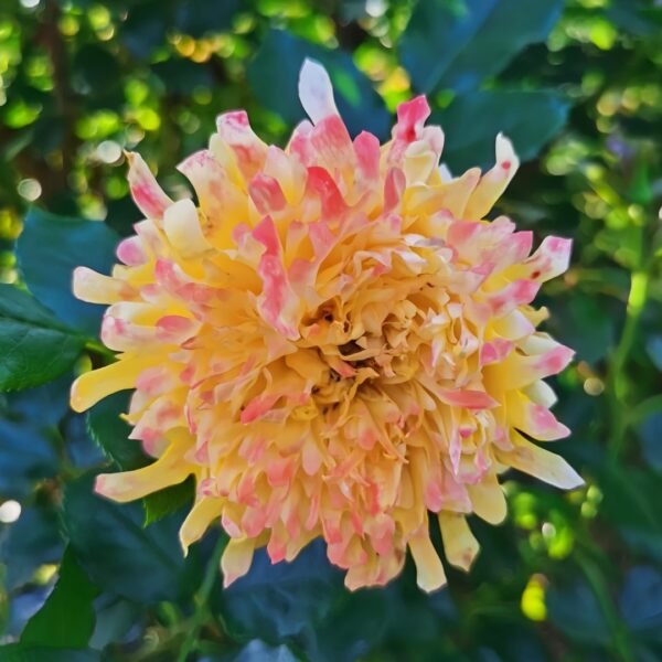 Fireworks Ruffles Rose01 Fireworks Ruffles Rose