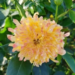 Fireworks Ruffles Rose