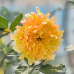 Fireworks Ruffles Rose